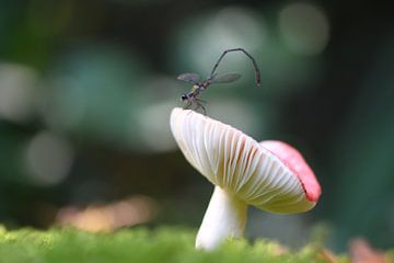 Champignon blanc à la demoiselle sur A. Bles