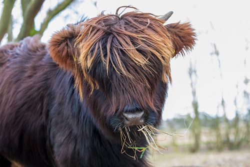 Das Kalb des schottischen Highlanders