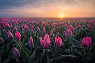 Tulpen in Flevoland - Zonsopkomst bij een bollenveld - Pasteltinten van Marijn Alons thumbnail