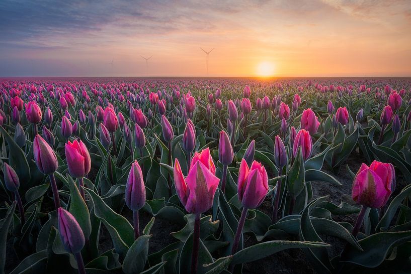Tulpen in Flevoland - Zonsopkomst bij een bollenveld - Pasteltinten van Marijn Alons