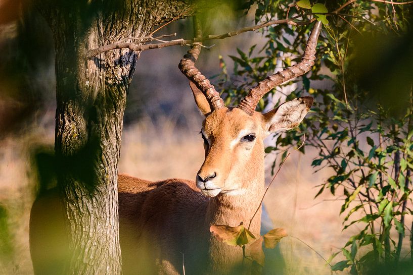 Antilope near Livingston, Zambia by Jurgen Hermse