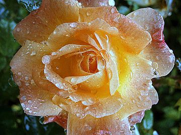 Romantische roos en druppel water. van Frank Zuidam