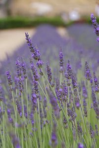 Lavender in bloom in Provence by Jurjen Jan Snikkenburg
