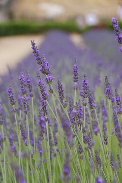 Bloeiende lavendel in de Provence van Jurjen Jan Snikkenburg