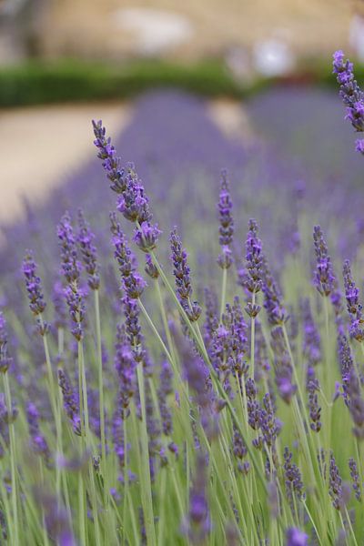 Lavande en fleur en Provence par Jurjen Jan Snikkenburg