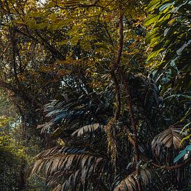 Grüne Oase in Tortuguero von Sebastiaan Hollaar