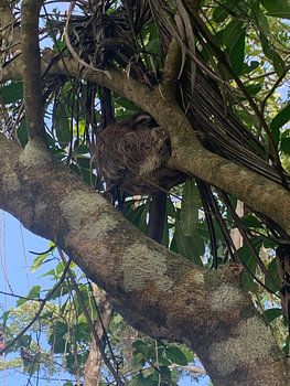 Paresseux dormant dans un arbre