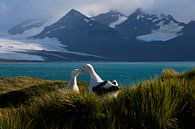 Snowy (Wandering) Albatross, Diomedea (exulans) exulans by Beschermingswerk voor aan uw muur thumbnail