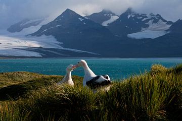 Snowy (Wandering) Albatross, Diomedea (exulans) exulans by Beschermingswerk voor aan uw muur