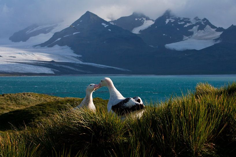 Großer Albatros, Diomedea (exulans) exulans von Beschermingswerk voor aan uw muur