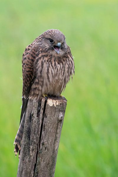 Kestrel on a pole by Petra Vastenburg