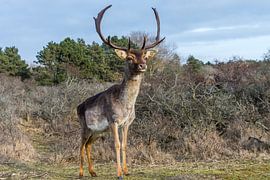 Damhert van Carla Eekels