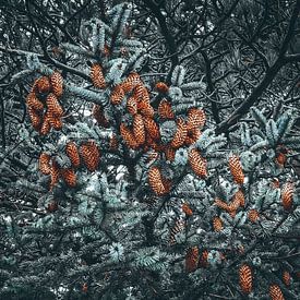 Coniferous tree with acorns by Bert Olivier