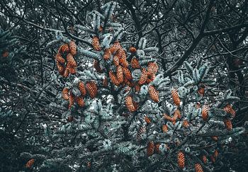 Naaldboom met eikels