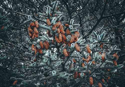 Nadelbaum mit Eicheln