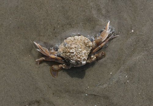 Krab op het strand