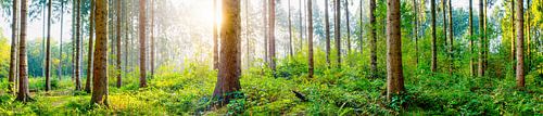 Waldpanorama