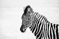 Junges Zebra in Schwarz-Weiß von Catalina Morales Gonzalez Miniaturansicht