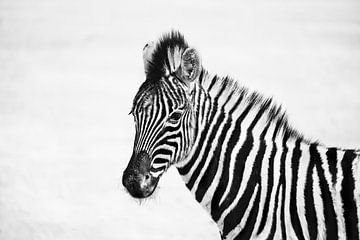 Jonge zebra in zwart-wit