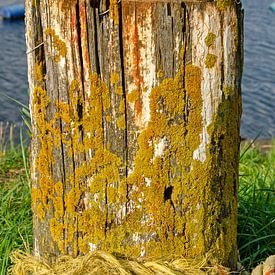 Rust and lichen by Frans Blok