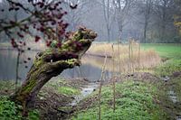 Knotwilg in de mist