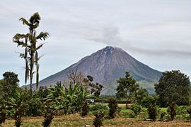 Plantations fertiles au pied du mont Sinabung sur Frank Photos