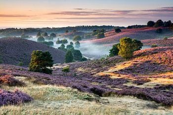 Nebel und blühende Heide im Tal der Posbank