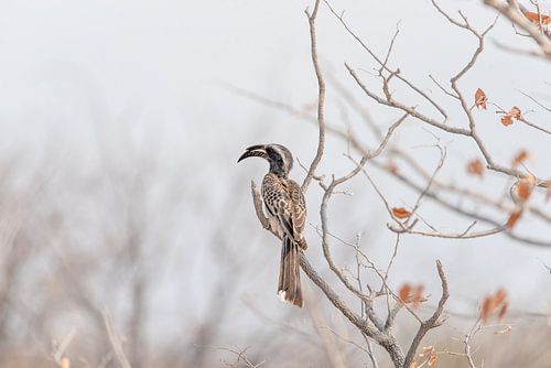 Neushoornvogel op tak in naturel- en pastelkleuren | Natuurfotografie Afrika