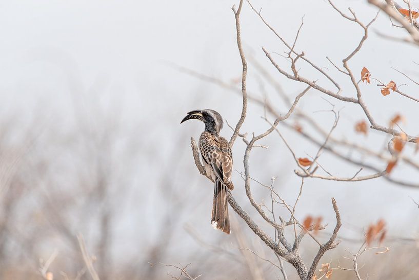 Neushoornvogel op tak in naturel- en pastelkleuren | Natuurfotografie Afrika van Monique Tekstra-van Lochem