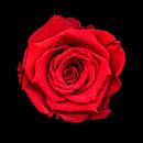 Rode roos van Marian Waanders thumbnail