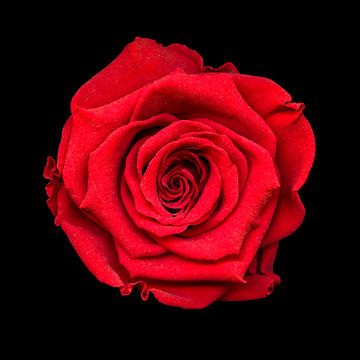 Rode roos van Marian Waanders