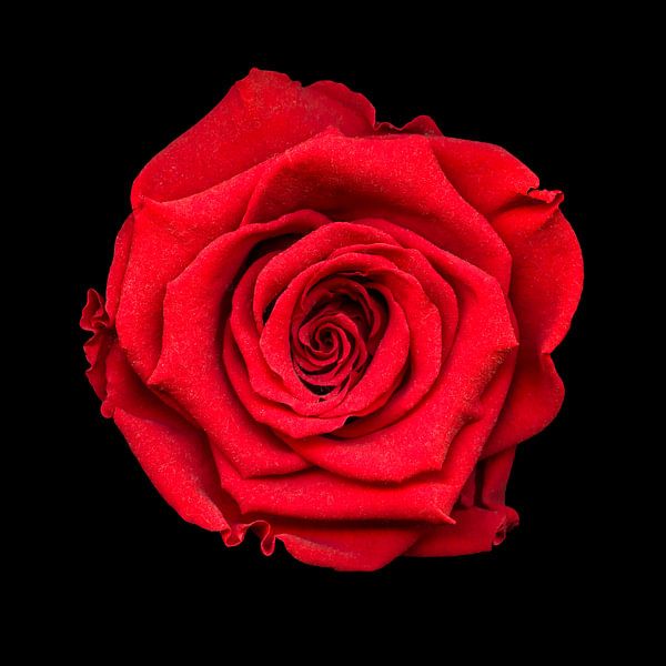 Red rose by Marian Waanders