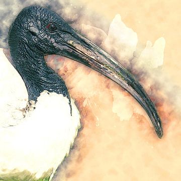 Black head ibis (art) by Art by Jeronimo