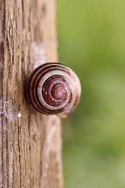 Snail by Augenblicke im Bild