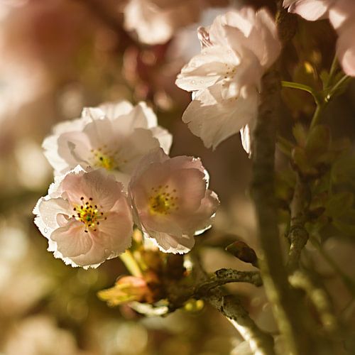 Blossom