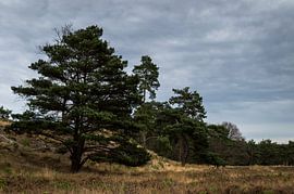 Trees on the heather by Boudewijn Tempelmans