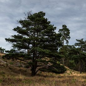 Trees on the heather von Boudewijn Tempelmans