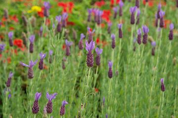 Blumenfeld mit Lavendel von Bart van Wijk Grobben