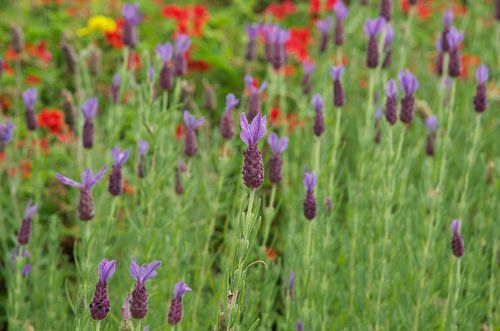 Bloemenveld met lavendel