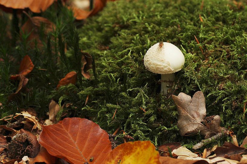 Weißer Pilz mit Laub und Fliege von Anja Bagunk