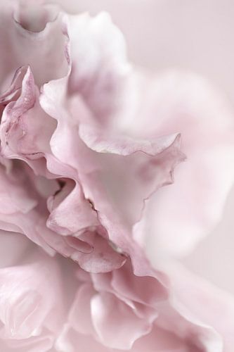 Delicate rose. by Alie Ekkelenkamp