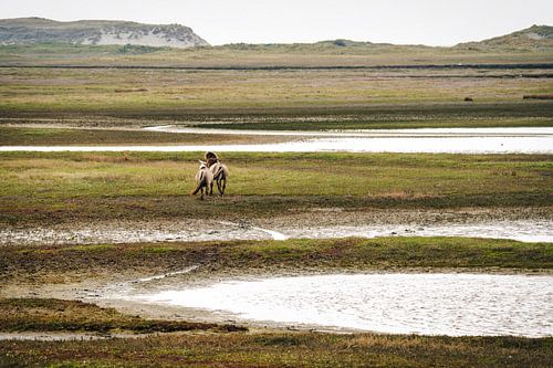 Two konik horses on Texel