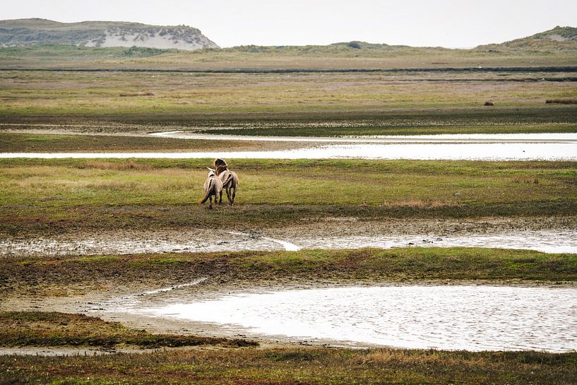 Zwei Konikpferde auf Texel von Karin de Jonge