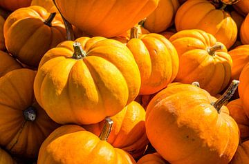 Food Pumpkin Yellow Centner by Dieter Walther