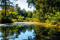 Meer in het bos van Stedom Fotografie thumbnail