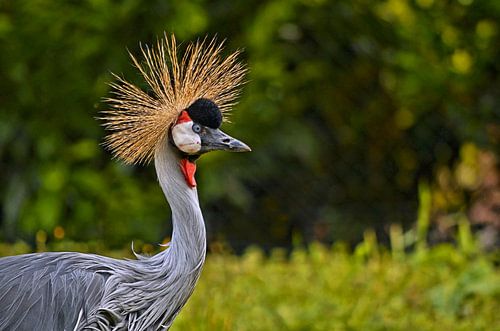 Grijze Kroonkraanvogel