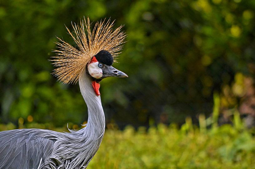 Grijze Kroonkraanvogel von Leo Huijzer