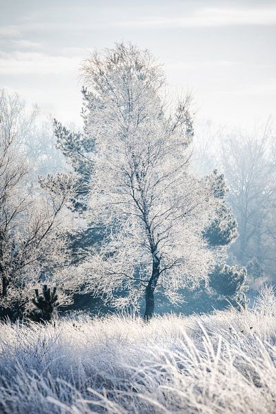 winter landscape with hoar frost by Erwin Pilon