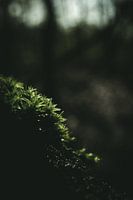 Moos in Nahaufnahme im Morgenlicht