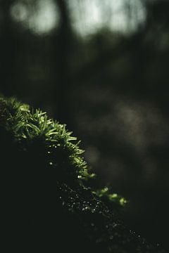 Moss close-up in the morning light by Jan Eltink